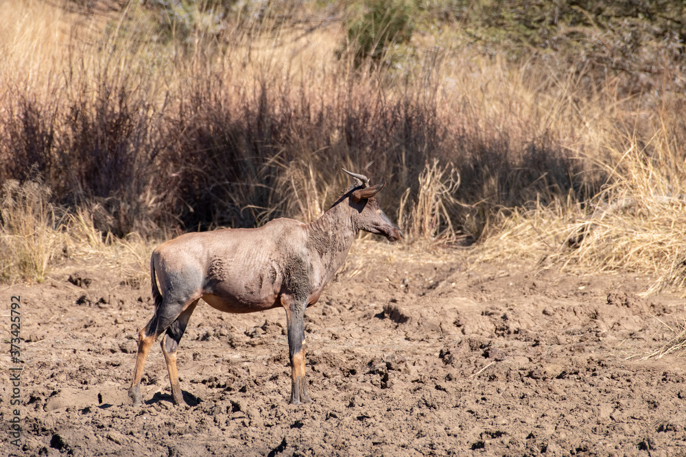Obraz premium A Red Haartebeest covered in mud at a water hole.