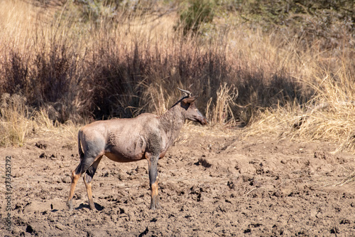 A Red Haartebeest covered in mud at a water hole. photo