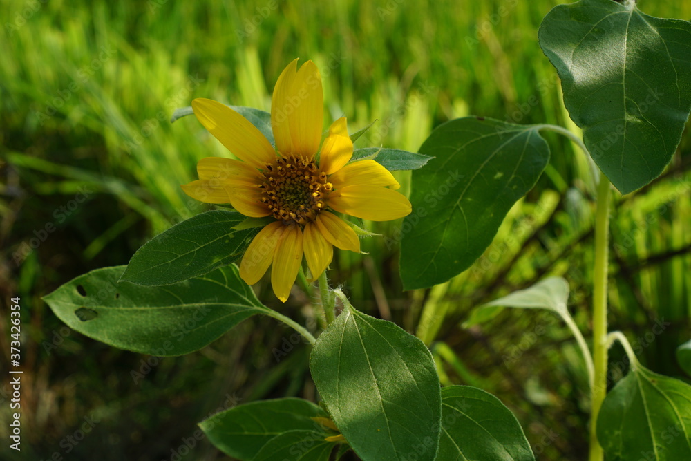 close-up sun flower in rice field background. Tropical flower concept close-up sun flower in rice field background. Tropical flower concept