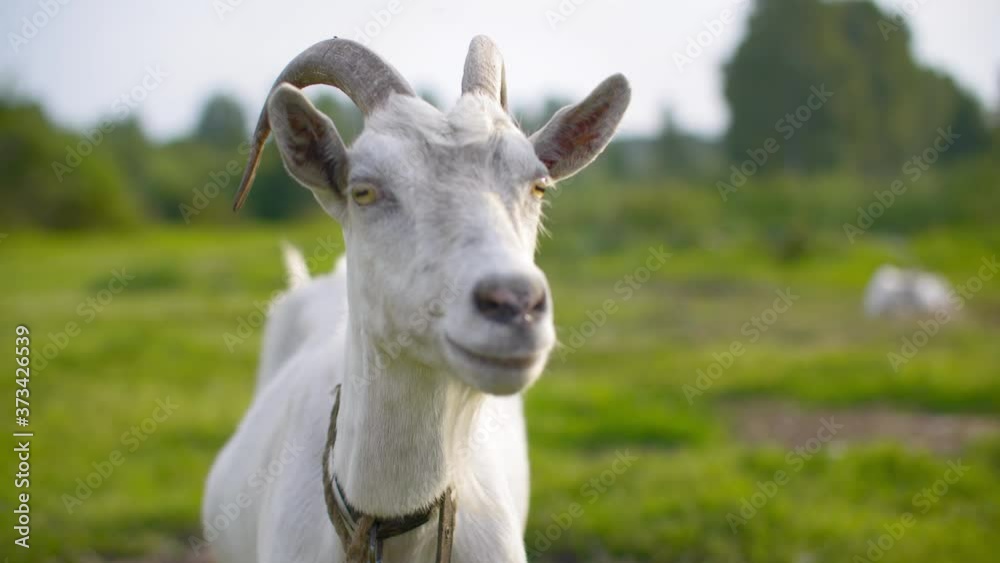 Portrait white milk nanny goat looking to camera on green pasture in livestock. Close up white nanny goat on farming field in rural landscape Portrait white milk nanny goat looking to camera on green pasture in livestock. Close up white nanny goat on farming field in rural landscape