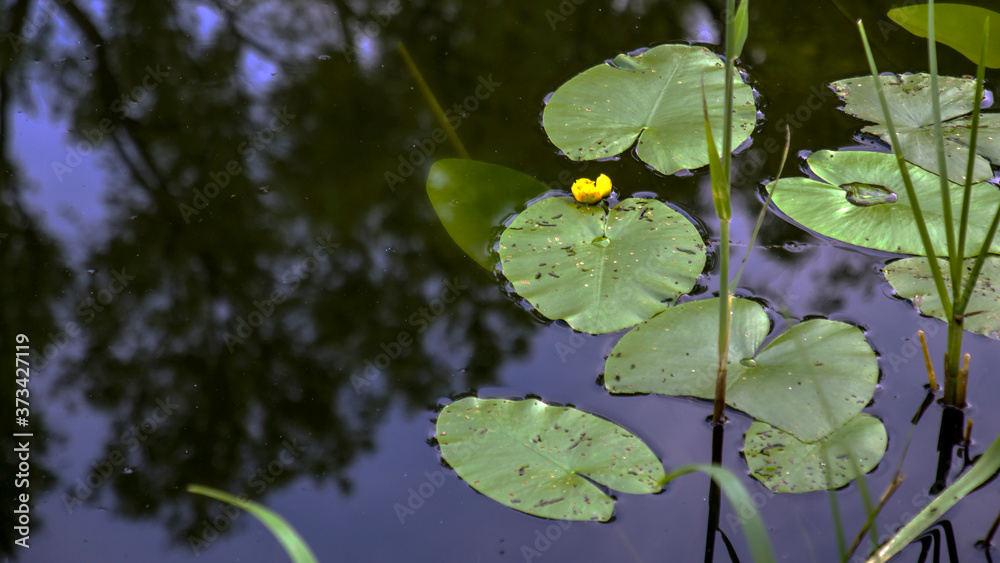 leaves and water leaves and water