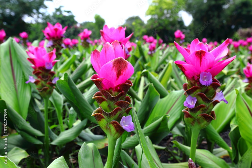 Closeup Pink Curcuma sessilis flowers in garden Closeup Pink Curcuma sessilis flowers in garden