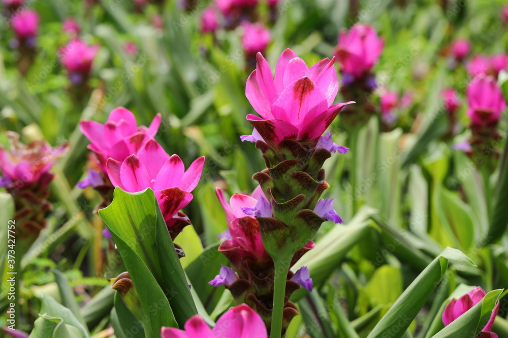 Closeup Pink Curcuma sessilis flowers in garden