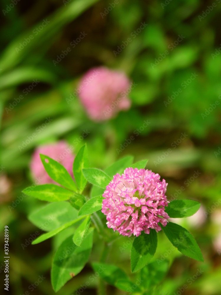 夏の朝の野原に咲く赤詰め草
