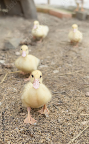 Yellow duck waterfowl family. Tiny Baby Ducklings in agriculture farm.