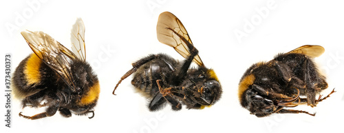 Obraz na płótnie dead bumblebees lie next to each other against a white background