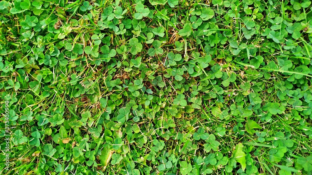 texture of green lawn grass and clover. banner. texture of green lawn grass and clover. banner.