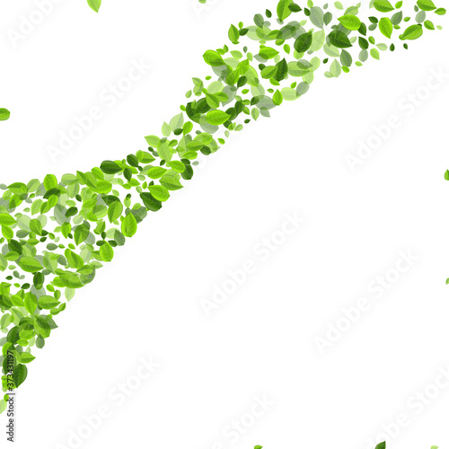 Olive Greens Tea Vector Branch. Fly Foliage 