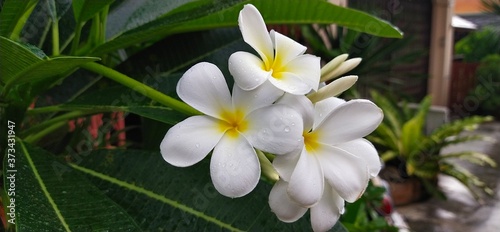 White plumeria flowers on the trunk with green leaves for the rainy season © Chaowlit