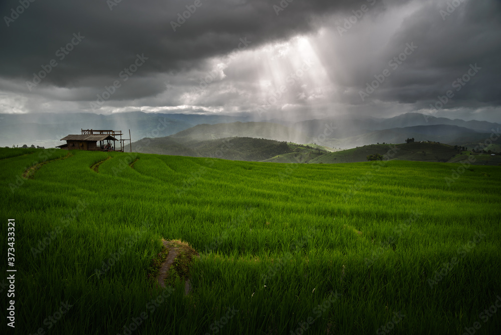 Fototapeta premium The beautiful scenery of the green terraced rice field with light rays while raining at Bong Piang forest in the rainy season in Mae Chaem, Chiang Mai, Thailand.