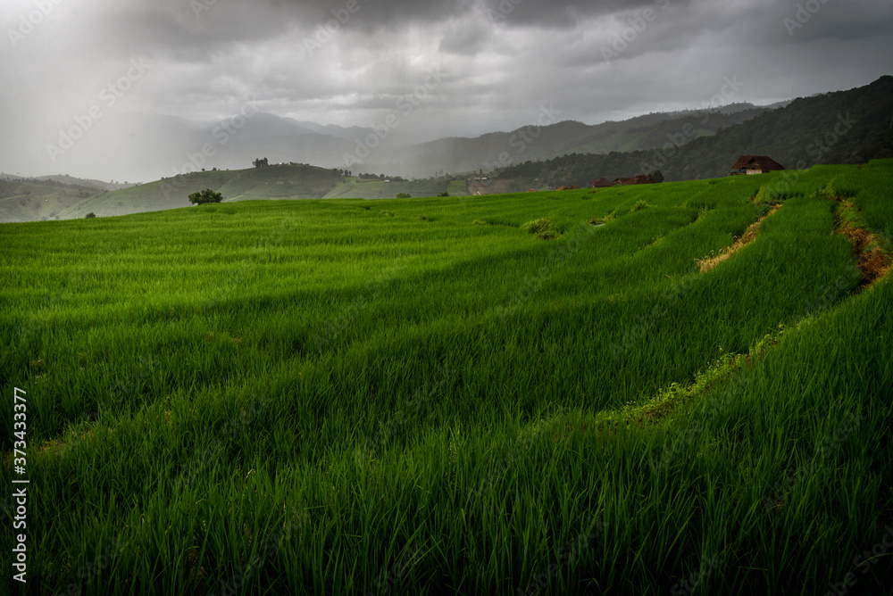 The beautiful scenery of the green terraced rice field with light rays while raining at Bong Piang forest in the rainy season in Mae Chaem, Chiang Mai, Thailand. The beautiful scenery of the green terraced rice field with light rays while raining at Bong Piang forest in the rainy season in Mae Chaem, Chiang Mai, Thailand.
