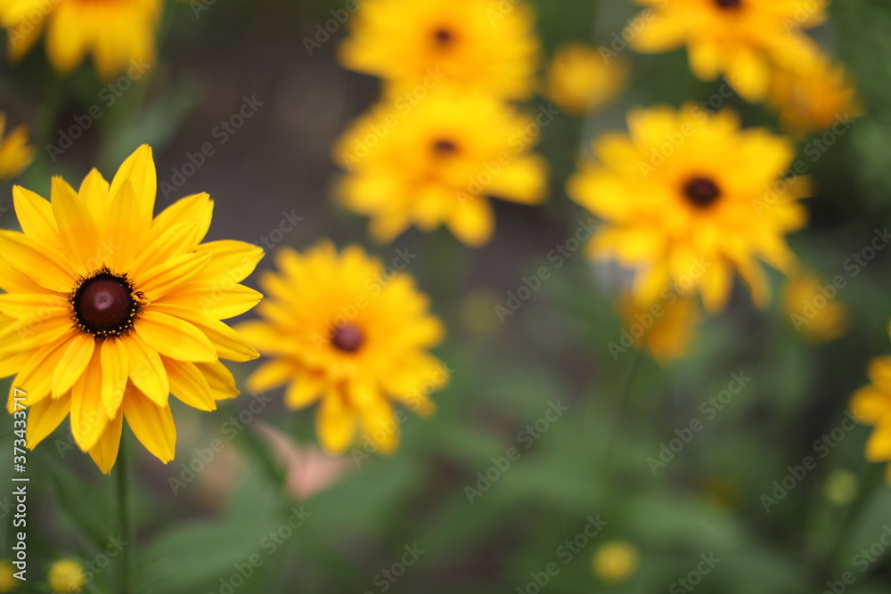 複数の花 クローズアップ 黄色 複数の花 クローズアップ 黄色