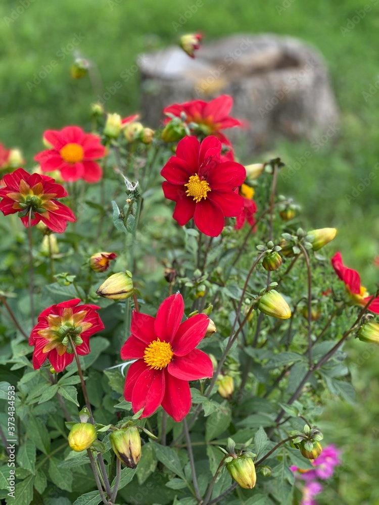 red and white flowers red and white flowers