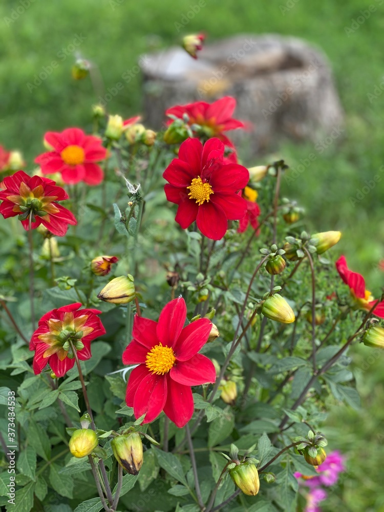 red and white flowers