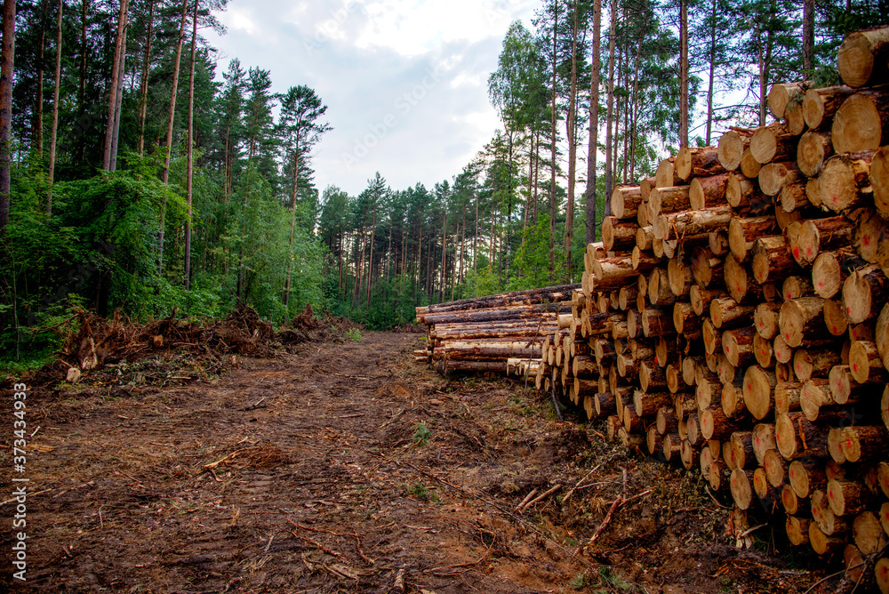 Piled pine tree logs  in forest. Stacks of cut wood. Wood logs, timber logging, industrial destruction. Forests illegal Disappearing. Environmetal concept, illegal deforestation and ecology