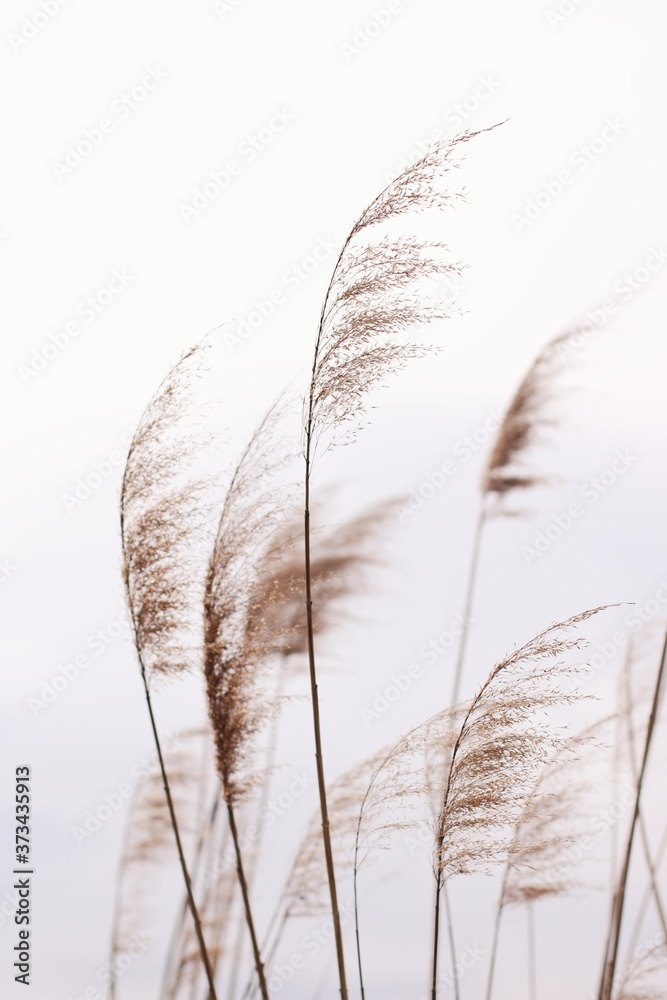 reeds in the wind - obrazy, fototapety, plakaty 