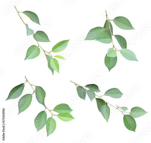 Set of branch with green leaves