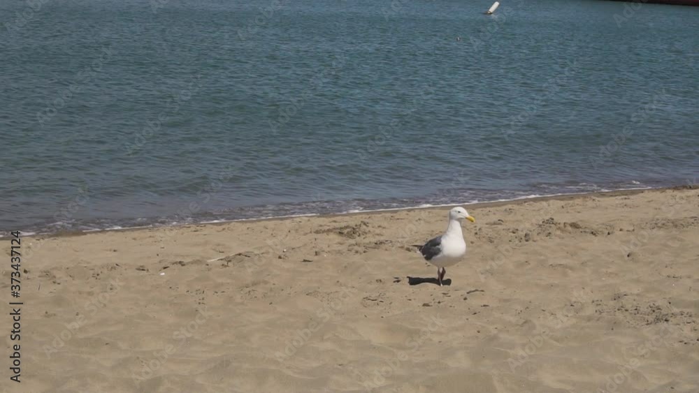 Californian Seagull on Beach, Slow Motion. Seabird in San Francisco Bay, California Californian Seagull on Beach, Slow Motion. Seabird in San Francisco Bay, California