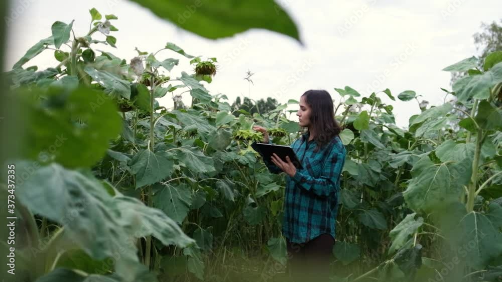 A woman farmer with a tablet on a sunflower field, she controls the growth process of a healthy crop A woman farmer with a tablet on a sunflower field, she controls the growth process of a healthy crop