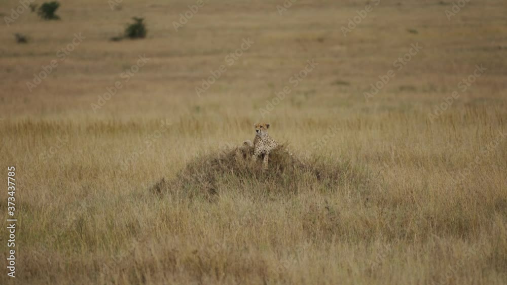cheetah Acinonyx jubatus looking from a Termite mound cheetah Acinonyx jubatus looking from a Termite mound