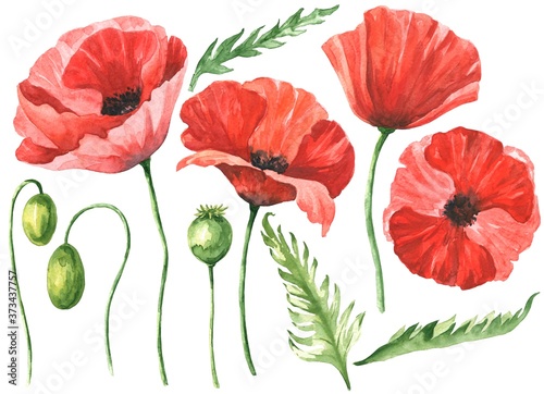 Watercolor poppy flowers set isolated on white background. Hand drawn watercolour botanical illustration.