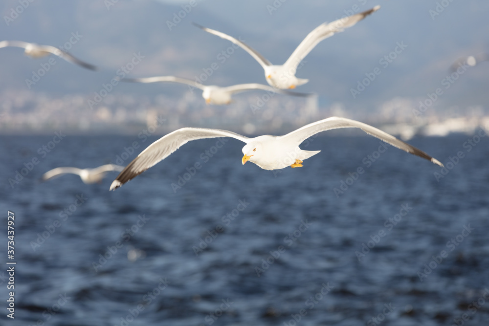 Obraz premium Scenic View of Seagulls above Sea Against Sky