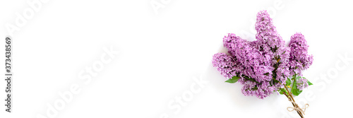 Fototapeta Banner with bouquet of lilac flowers on a white background