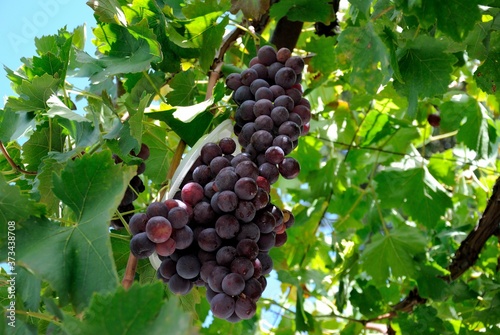 Photos Indigenous red Mavro grape on the island of Cyprus