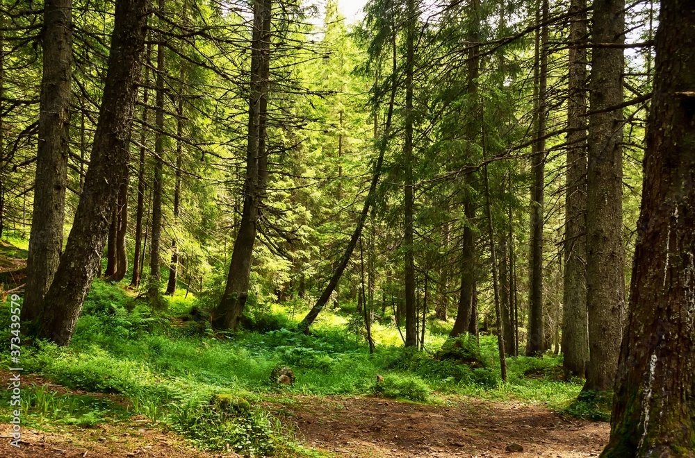 Obraz premium Coniferous mountain forest. Carpathians. Ukraine. Holidays in the mountains. Tourism. Outdoor activities.