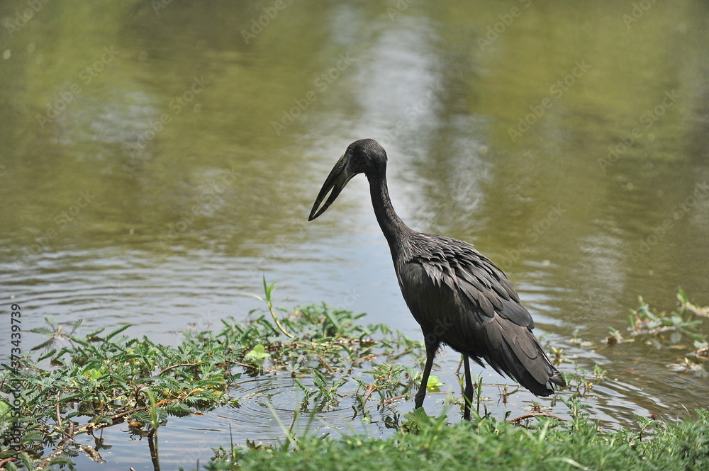 African bird on the banks of the river zambezi African bird on the banks of the river zambezi