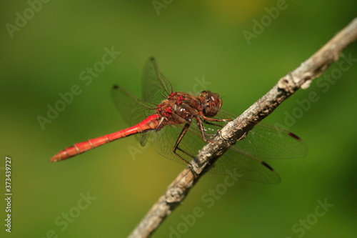 Red dragonfly sitting on branch