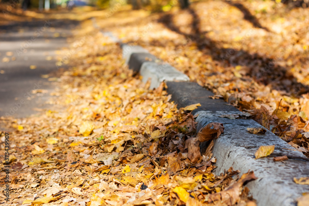 Obraz premium Dry red yellow leaves on the sidewalk in autumn fall on a sunny day