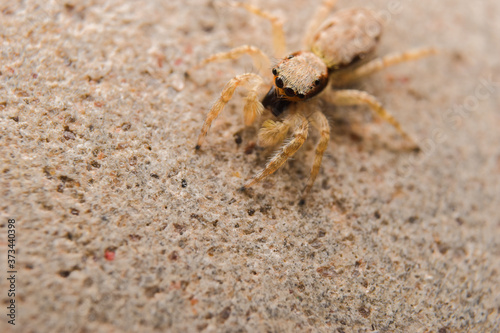 spider on the wall