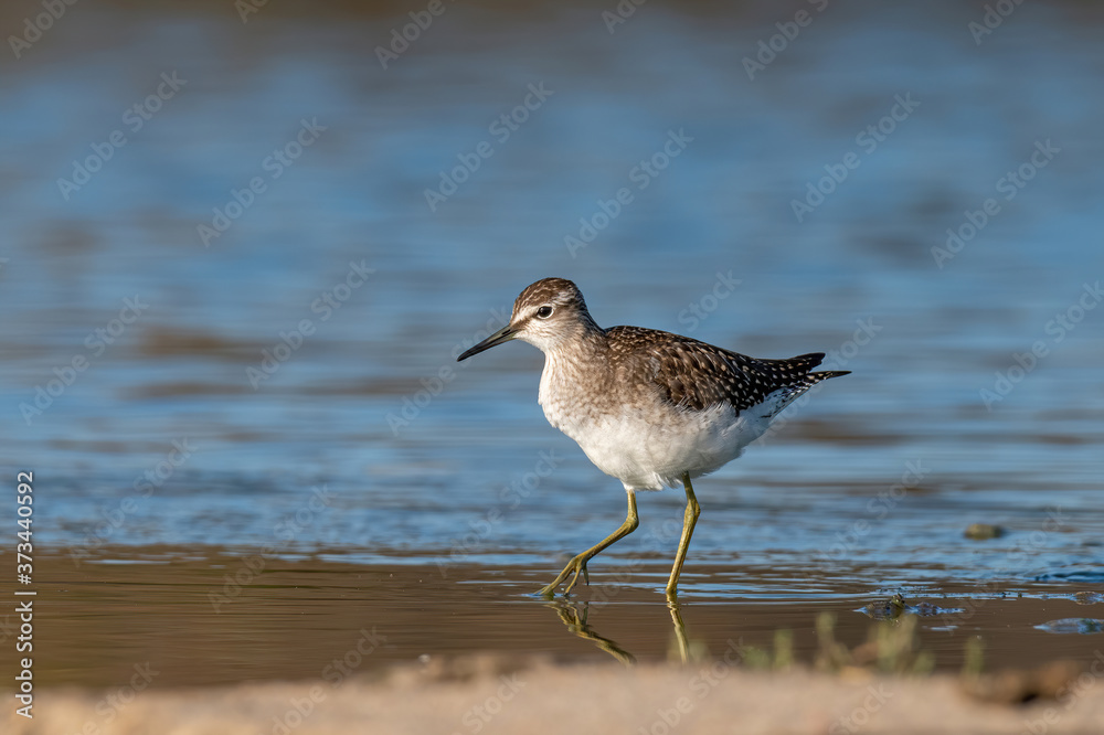 Sandpiper, Wood sandpiper (Tringa glareola) Sandpiper, Wood sandpiper (Tringa glareola)