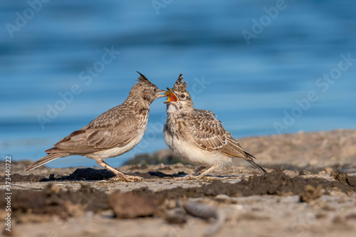 Crested Lark or Galerida Cristata outdoor in nature photo