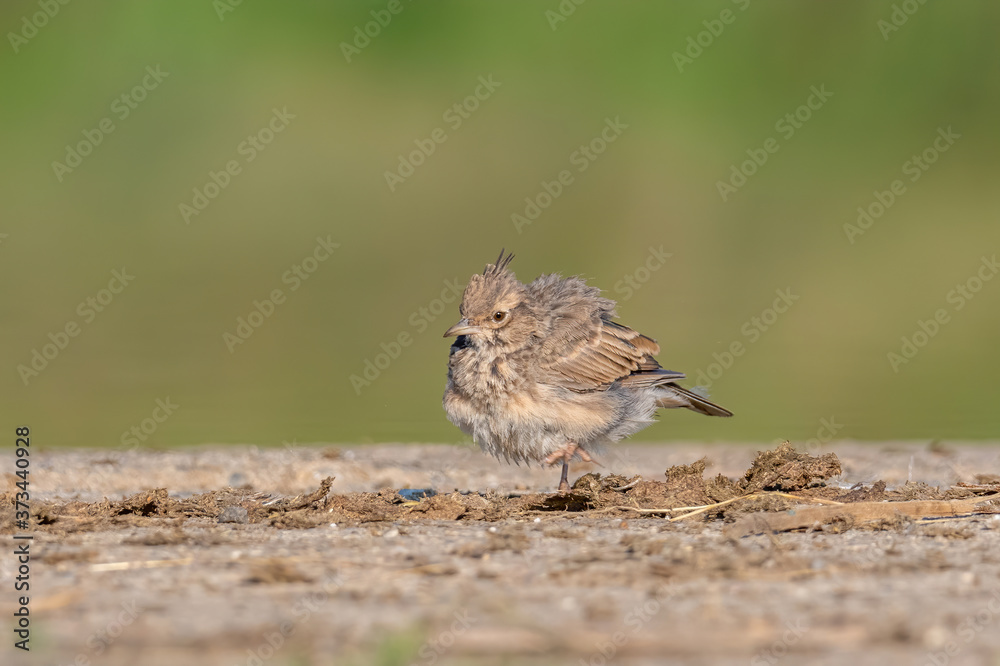Crested Lark or Galerida Cristata outdoor in nature Crested Lark or Galerida Cristata outdoor in nature