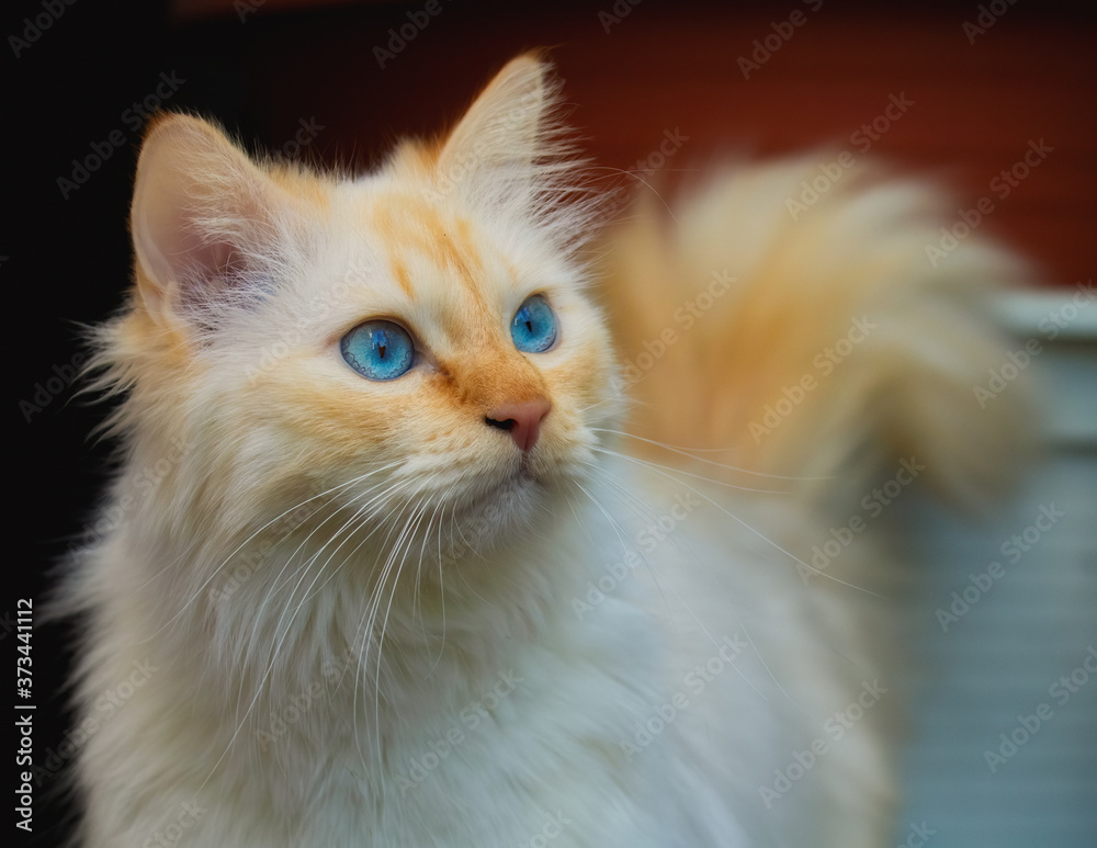Attentive looking Birman cat with big blue eyes and a fluffy tail Attentive looking Birman cat with big blue eyes and a fluffy tail