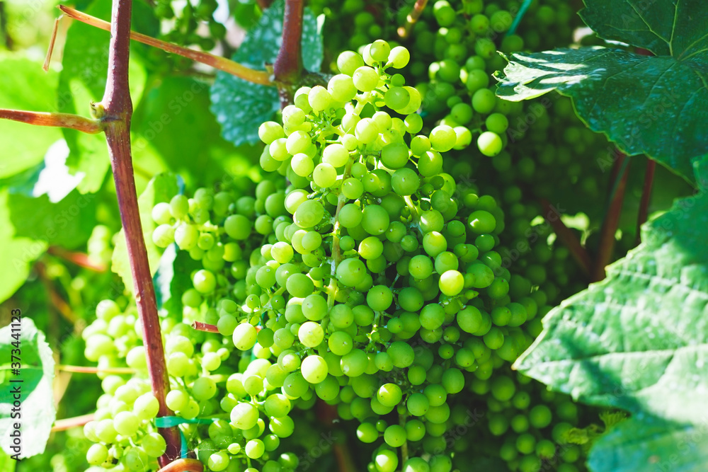 Bunches of green grapes close up. Bunches of green grapes close up.