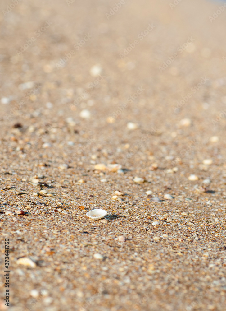 Small white shell on a sandy beach, selective focus. Small white shell on a sandy beach, selective focus.