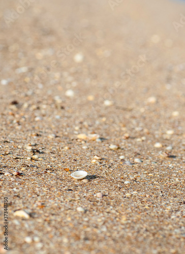 Small white shell on a sandy beach, selective focus.