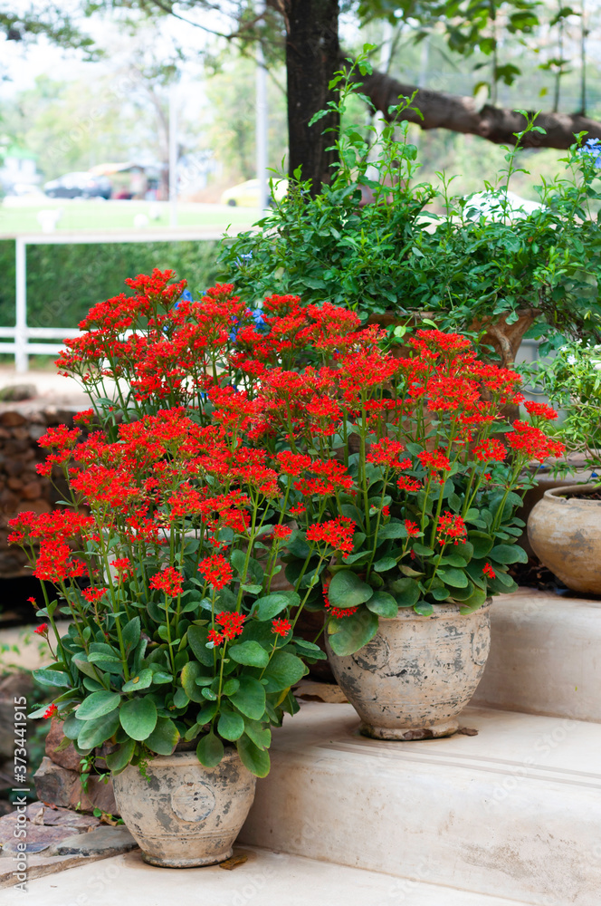 House exterior small garden with red flowers in clay pots,
