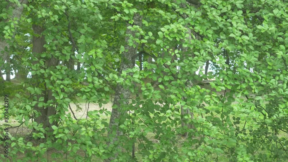 green leaves background green leaves background