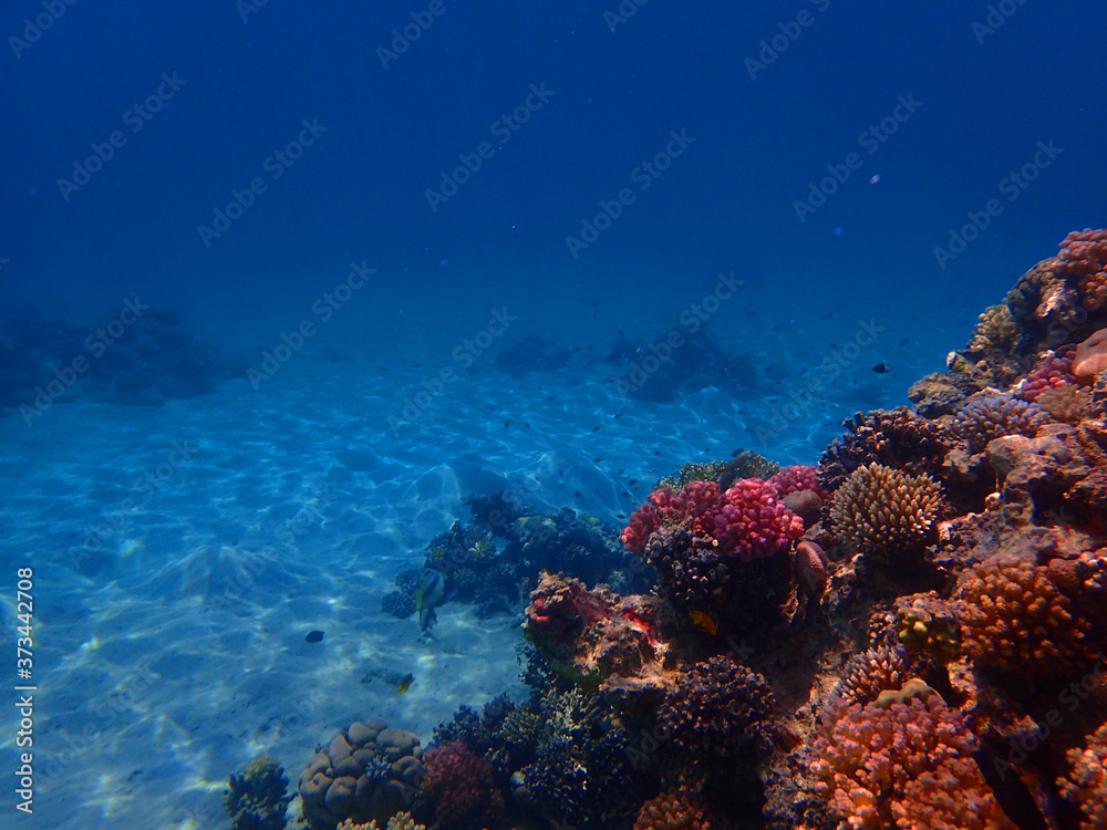 coral reef in Egypt, Makadi Bay