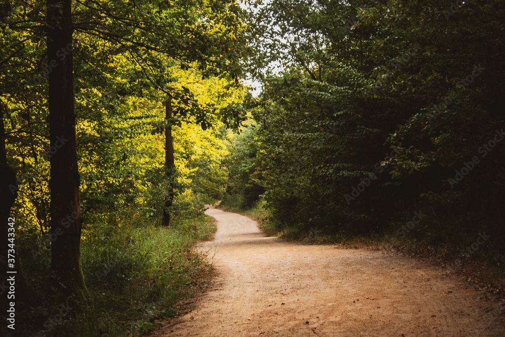 Obraz premium road in the forest