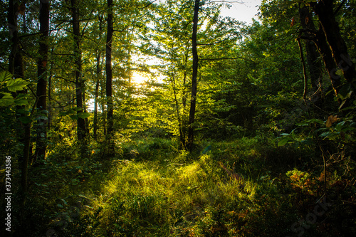 sunlight in the forest © Omer