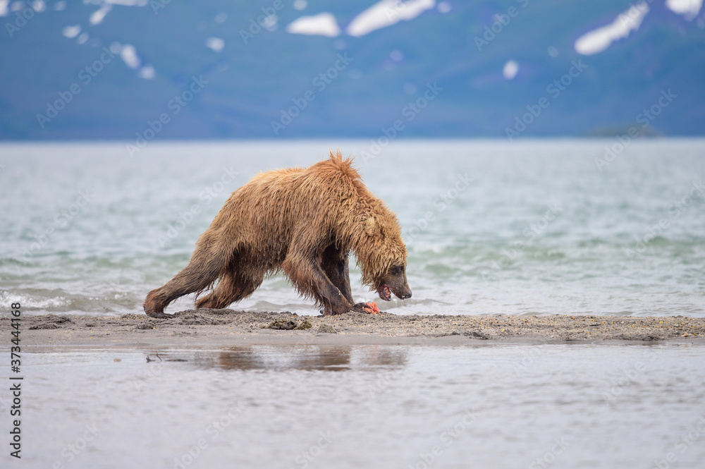 Ruling the landscape, brown bears of Kamchatka (Ursus arctos beringianus) Ruling the landscape, brown bears of Kamchatka (Ursus arctos beringianus)