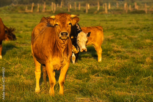 a young calf of meat breed in a meadow on a herd of cows
