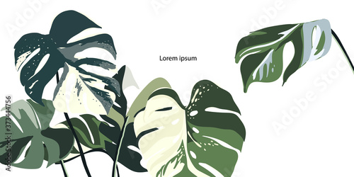 Floral seamless green and white monstera plant background vector for house deco