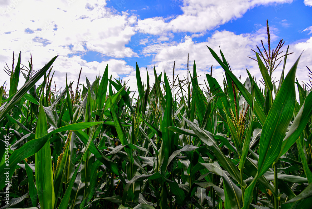 Obraz premium Young corn plants in a field. Maize or sweetcorn plants background. Cornfield texture. Agricultural and farm concept.