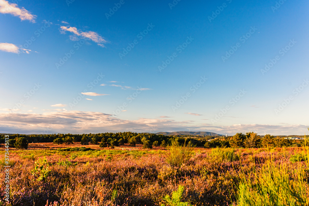 Naklejka premium heather at sunset